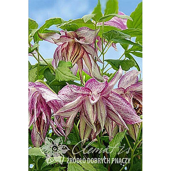 Клематис Пинк Сюрпрайз P9