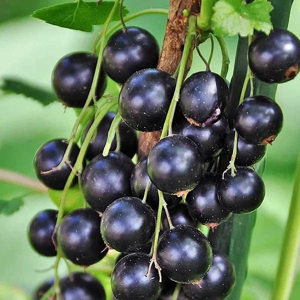 Смородина черная Канахама Садовита