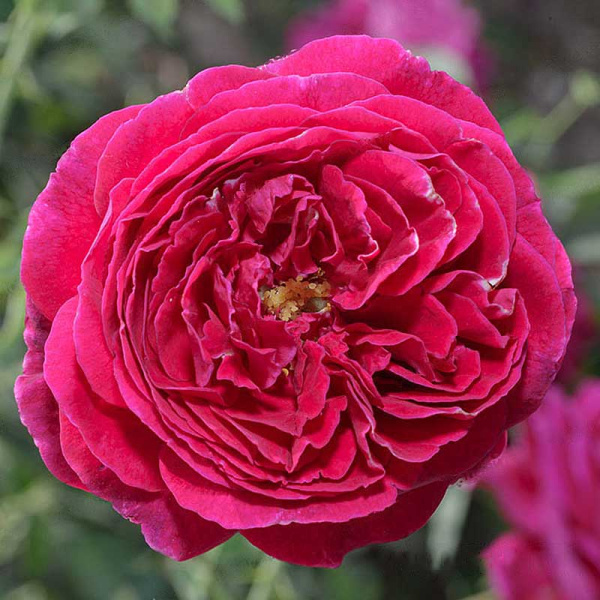 Роза шраб Принц (английская) Садовита