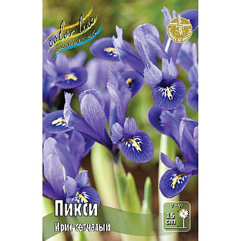 Ирис Сетч. Пикси 6/7 10 шт