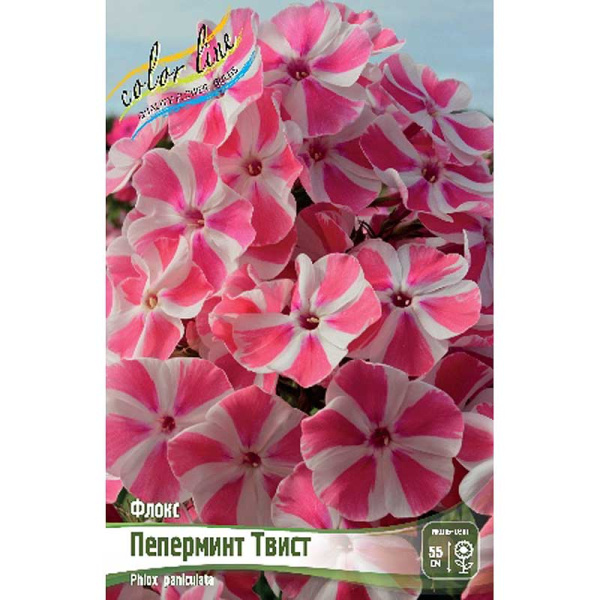 Флокс Пеперминт Твист I 1 шт