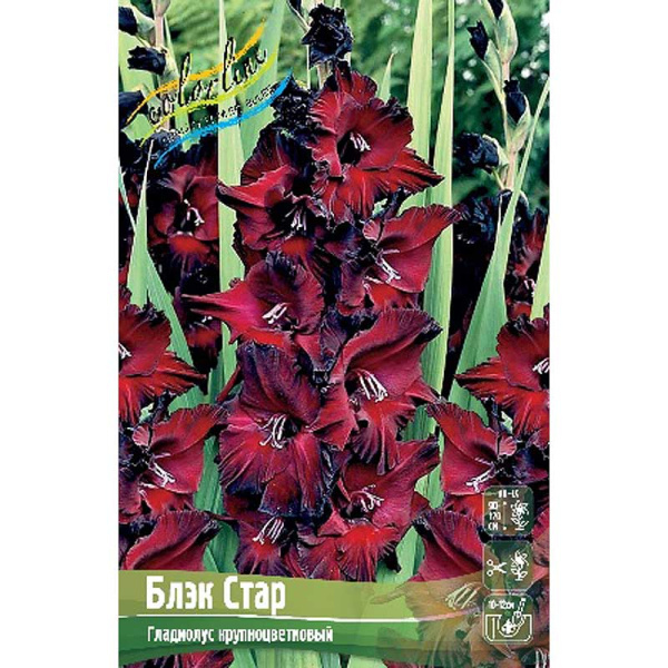 Гладиолус Блэк Стар 12/14 100 шт Шоу-Бокс 6749