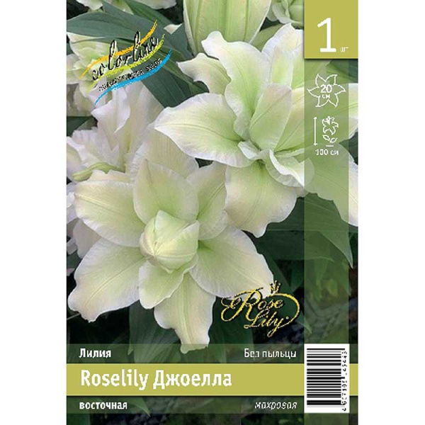 Лилия Roselily Джоелла 12/14 1 Эконом шт 