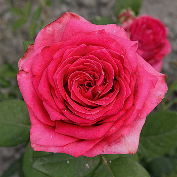 Роза чайно-гибридная Равель Садовита