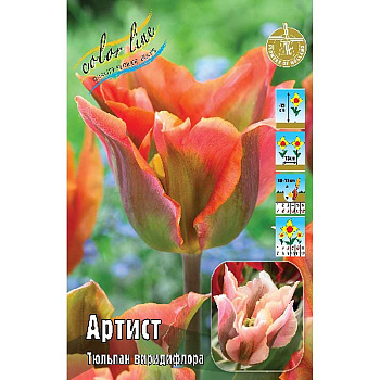 Тюльпан Артист 11/12 7 шт