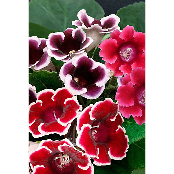 Глоксиния Смесь 5/6 2 шт Садовита 