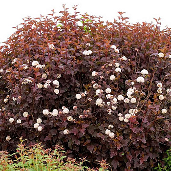 Пузыреплодник Калинолистный Андре Р9 ,шт Садовита