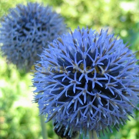 Мордовник 1 кг Зеленый уголок (10)