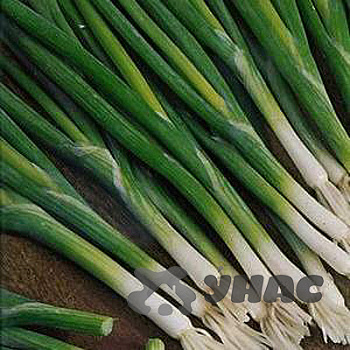 Лук на зелень Перформер (Нидерланды) Каприс
