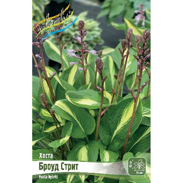 Хоста Броуд Стрит 1 n 25 шт Биг-Пак 9693