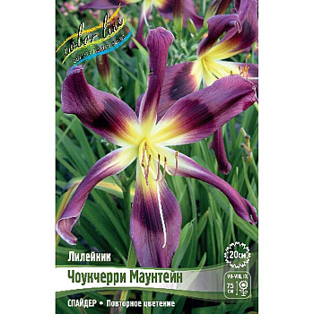 Лилейник Чоукчерри Маунтейн I 1 шт 