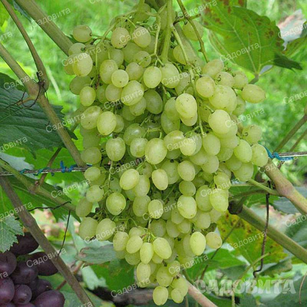 Виноград Русбол улучшенный очень ранний Садовита