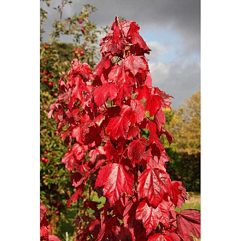 1437 Клён Красный Рэд Сансет P9 ,шт