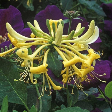 Жимолость Вьющаяся Грэхам Томас P9 30-40