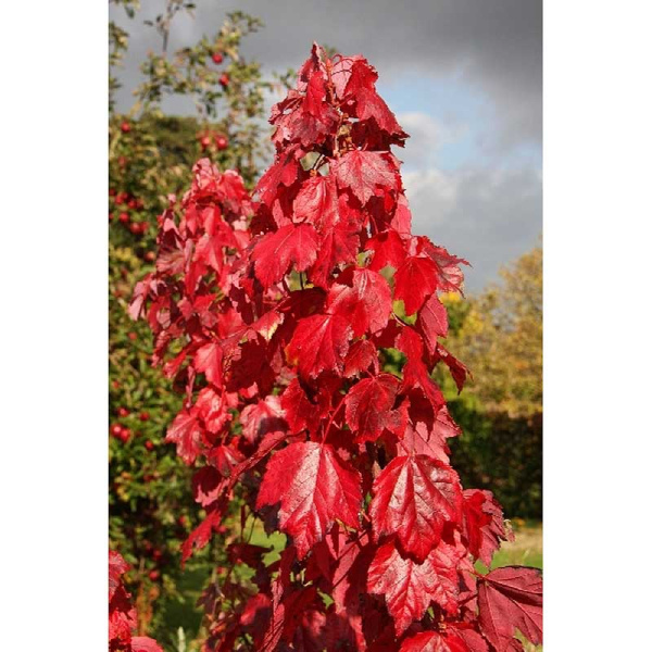 1437 Клён Красный Рэд Сансет P9 ,шт