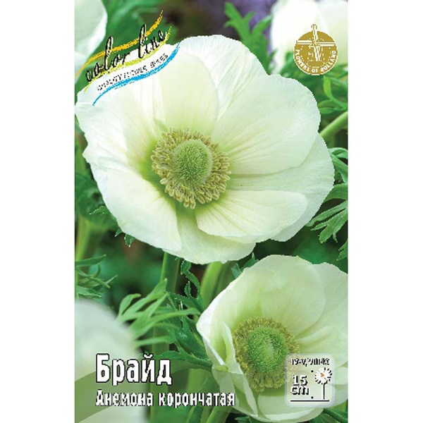 9177 Шоу-Бокс Анемона Брайд 5/6 200 шт