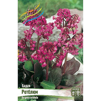 Бадан Ротблюм I 25 шт Биг-Пак 948