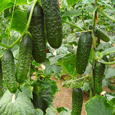 Огурец Проскор Каприс