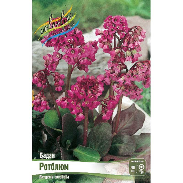 Бадан Ротблюм I 25 шт Биг-Пак 948