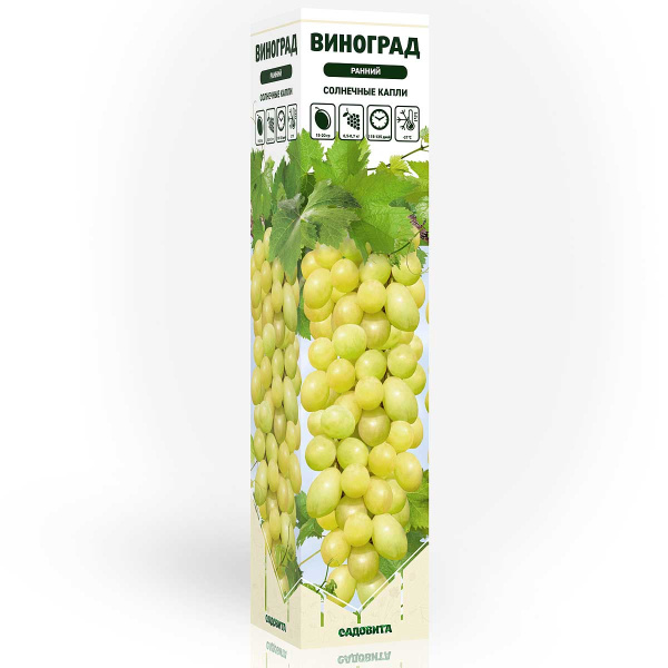 Виноград Солнечные капли ранний Садовита