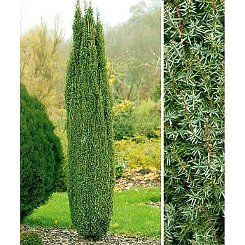 Можжевельник Обыкновенный Арнольд P15 (C1,5) 45-55