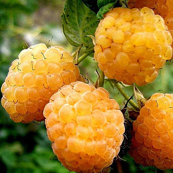 Малина Желтый гигант Садовита