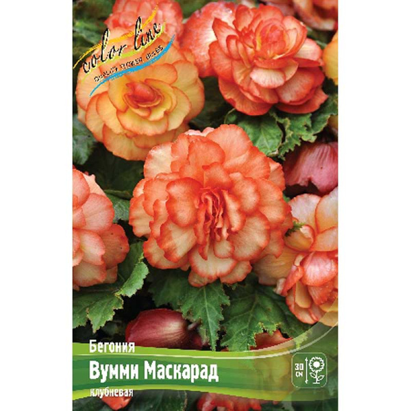 Бегония Вумми Маскарад 4/5 40 шт Шоу-Бокс 9504