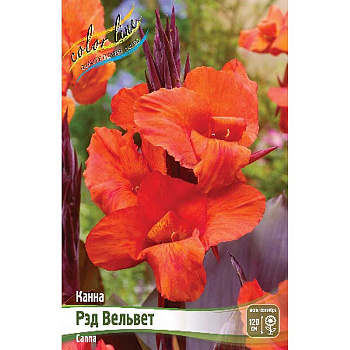 9867 Шоу-Бокс Канна (Зелен) Рэд Вельвет I 15 шт