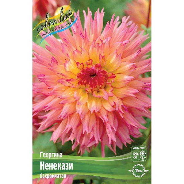 Георгина Ненекази I 1 шт