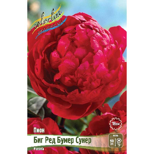 Пион Биг Ред Бумер Сунер 2/3 n 15 шт Биг-Пак 4696 