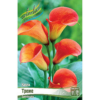 Калла Треже 12/14 30 шт Шоу-Бокс 8735 