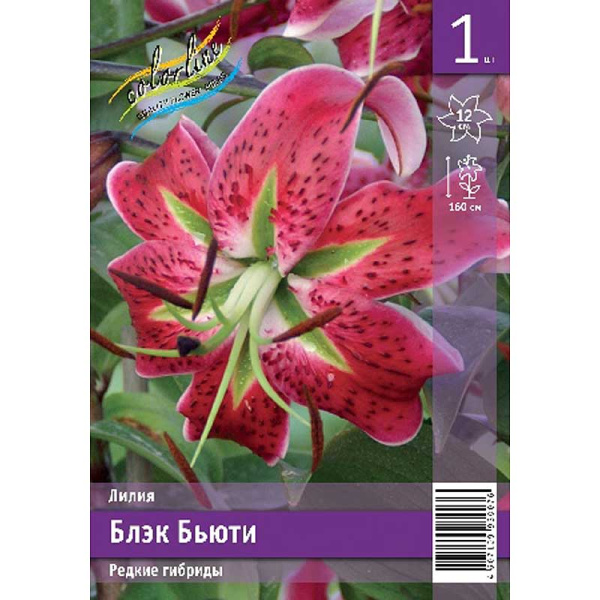 Лилия Блэк Бьюти 12/14 1 Эконом шт