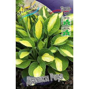 Хоста Джипси Роуз 1 n 25 шт Биг-пак 5979 