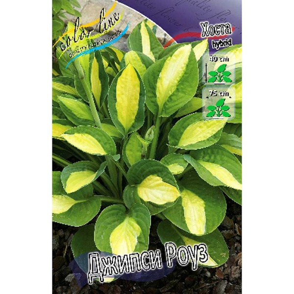 Хоста Джипси Роуз 1 n 25 шт Биг-пак 5979 