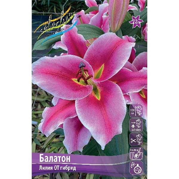 Лилия Балатон 14/16 5 шт 