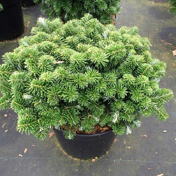 14405 Пихта Корейская Тундра C1.5 ,шт