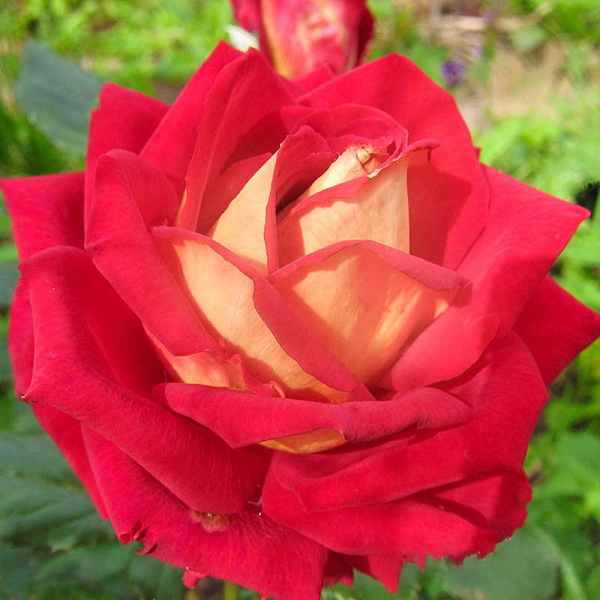 Роза чайно-гибридная Кроненбург Садовита