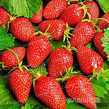 Земляника садовая ремонтантная Фурор (цена за 40 шт) ОСП