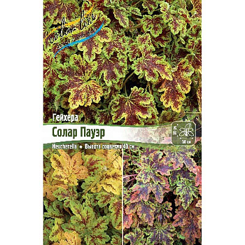 Гейхерелла Солар Пауэр I 25 шт Биг-пак 6882 