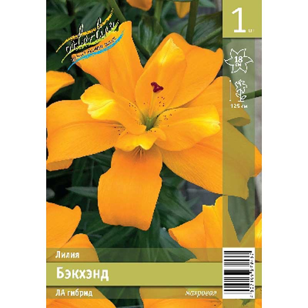 Лилия Бэкхэнд 12/14 1 Эконом шт 