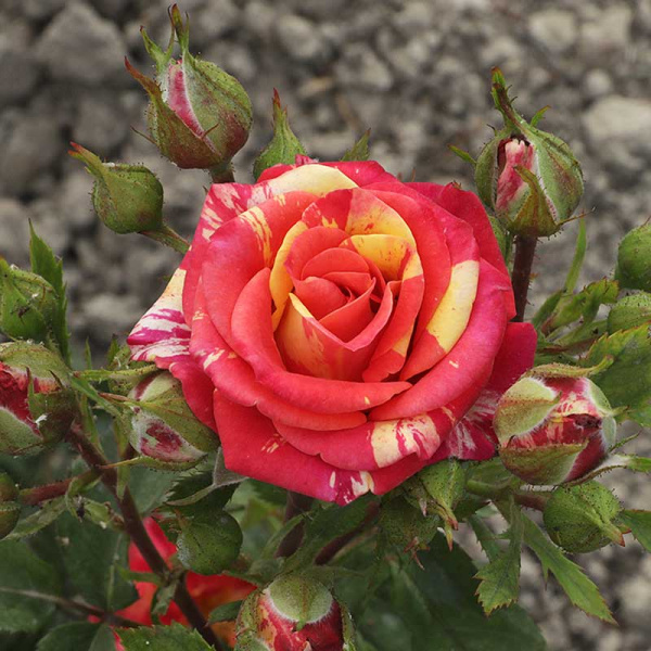 Роза спрей Файер Флэш Садовита