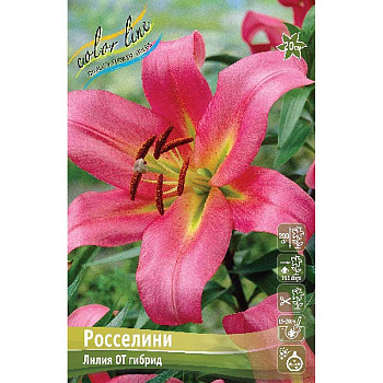 Лилия Росселини 12/14 5 шт 