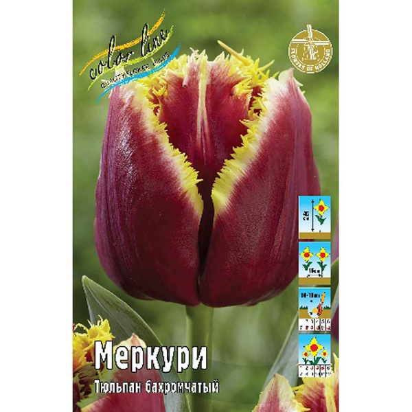14946 Шоу-бокс Тюльпан Меркури 11/12 75 шт 
