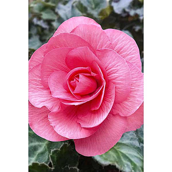 Бегония Нон Стоп Розовая 5/6 50 шт Садовита Шоу-Бокс 13695 