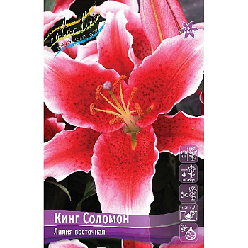 Лилия Кинг Соломон 13/14 5 шт 