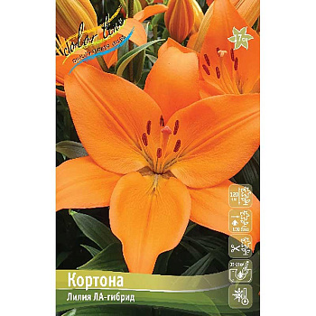 Лилия Кортона 12/14 25 шт Биг-Пак 13698