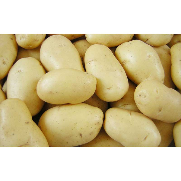 Картофель Импала СЭ 2кг +/-5% (цена за 10 сеток) Седек