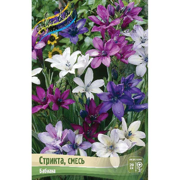 Бабиана Стрикта, Смесь 5/+ 200 шт Шоу-бокс 9189 