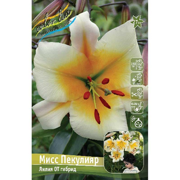 Лилия Мисс Пекулияр 12/14 5 шт 