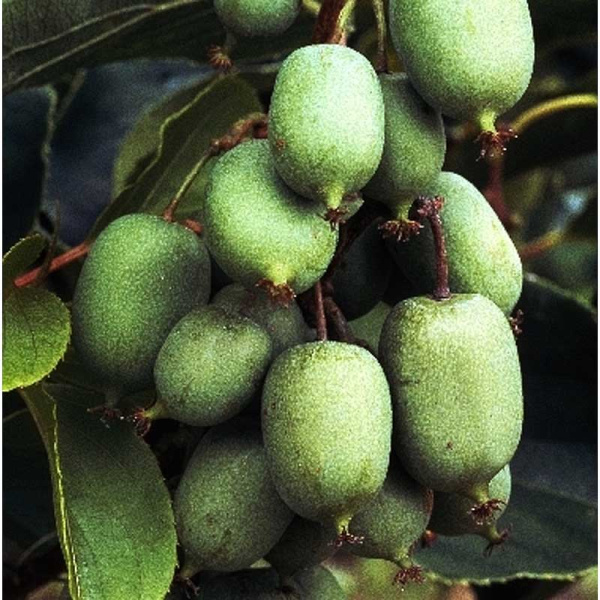 Актинидия Аргута Иссаи P9